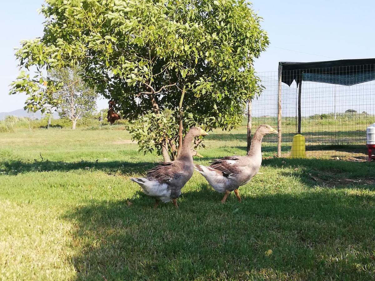 Agriturismo Le Folaghe テッラチーナ エクステリア 写真